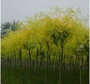 香花槐種子