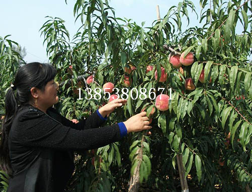 永蓮蜜桃苗批發(fā)/泰安農(nóng)大科技苗圃