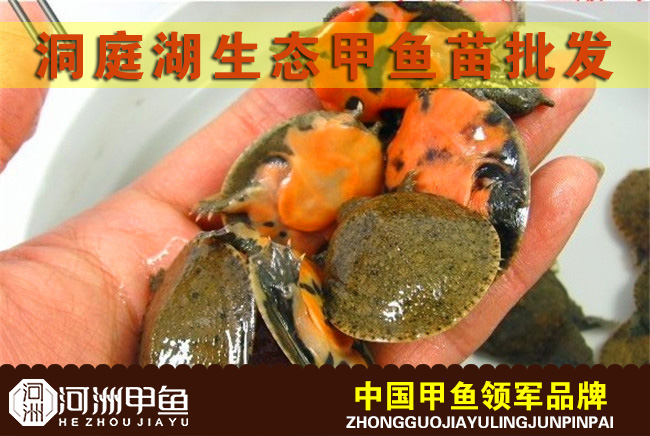 洞庭湖區野生甲魚苗批發