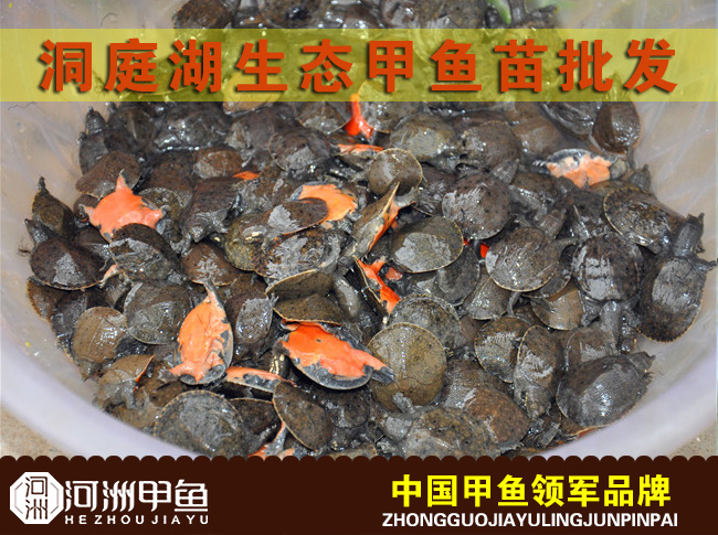 湖南漢壽優(yōu)質(zhì)生態(tài)甲魚(yú)苗批發(fā)價(jià)格