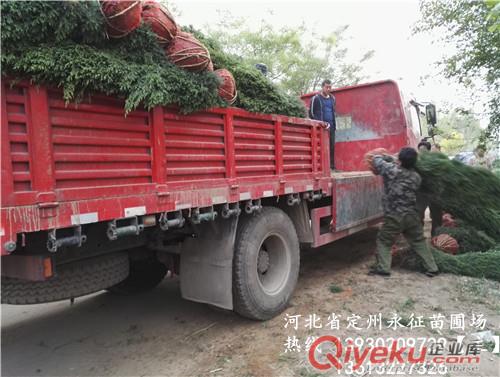 沙地柏塔檜柏類金娃娃萱草玉簪各種景天金葉榆各種苗木花卉類