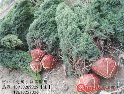 沙地柏塔檜柏類金娃娃萱草玉簪各種景天金葉榆各種苗木花卉類