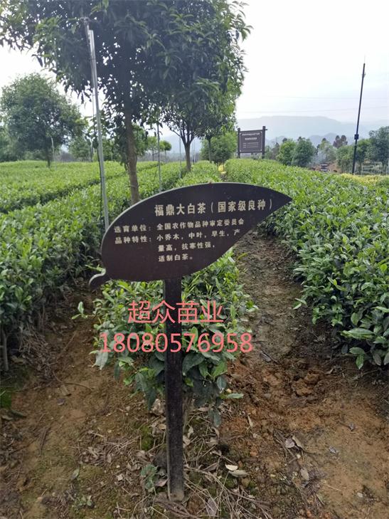 四川茶苗---安吉白茶苗，白茶苗