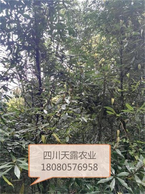 四川老鷹茶苗---貴州老鷹茶苗原始圖片2