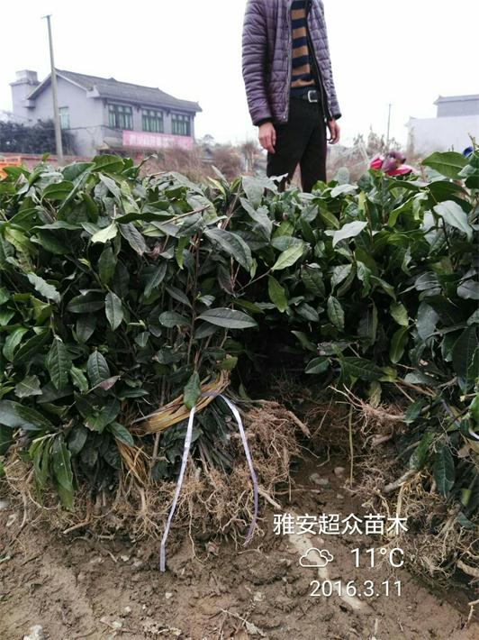 广东茶叶苗--佛山茶苗--清远茶苗价格