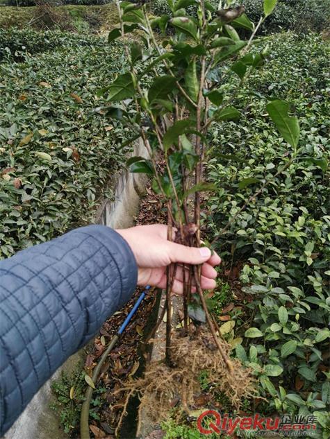 河南茶苗--泌陽茶葉苗--駐馬店茶苗批發(fā)