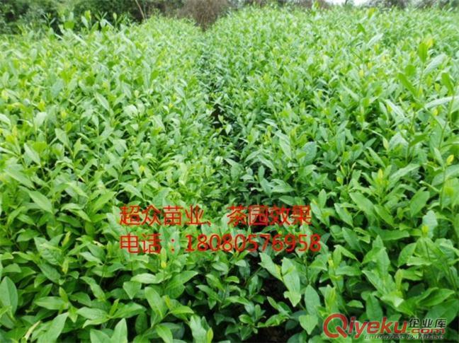 恩施茶苗價(jià)格--宜昌茶苗批發(fā)--福鼎大白茶批發(fā)