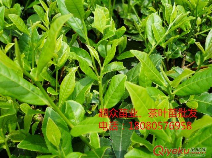 恩施茶苗價格--宜昌茶苗批發--福鼎大白茶批發