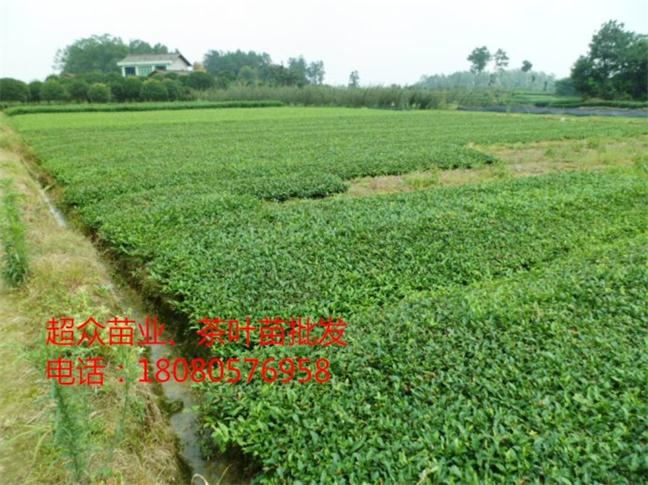 河南茶苗--泌陽(yáng)茶葉苗--駐馬店茶苗批發(fā)