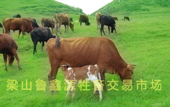 鄆城肉牛供種基地-梁山魯鑫源牲畜交易市場(chǎng)