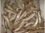 莆田沙梭魚價格|匯豐食品