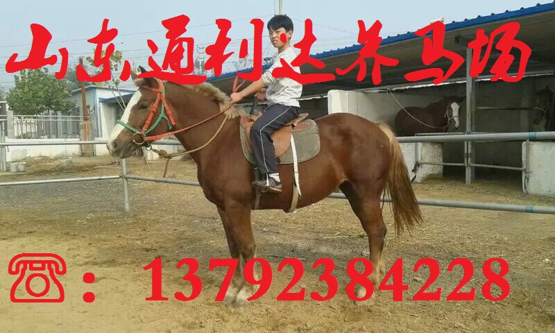 哪里有賣騎乘馬 蒙古馬 汗血馬 騎乘馬價(jià)格