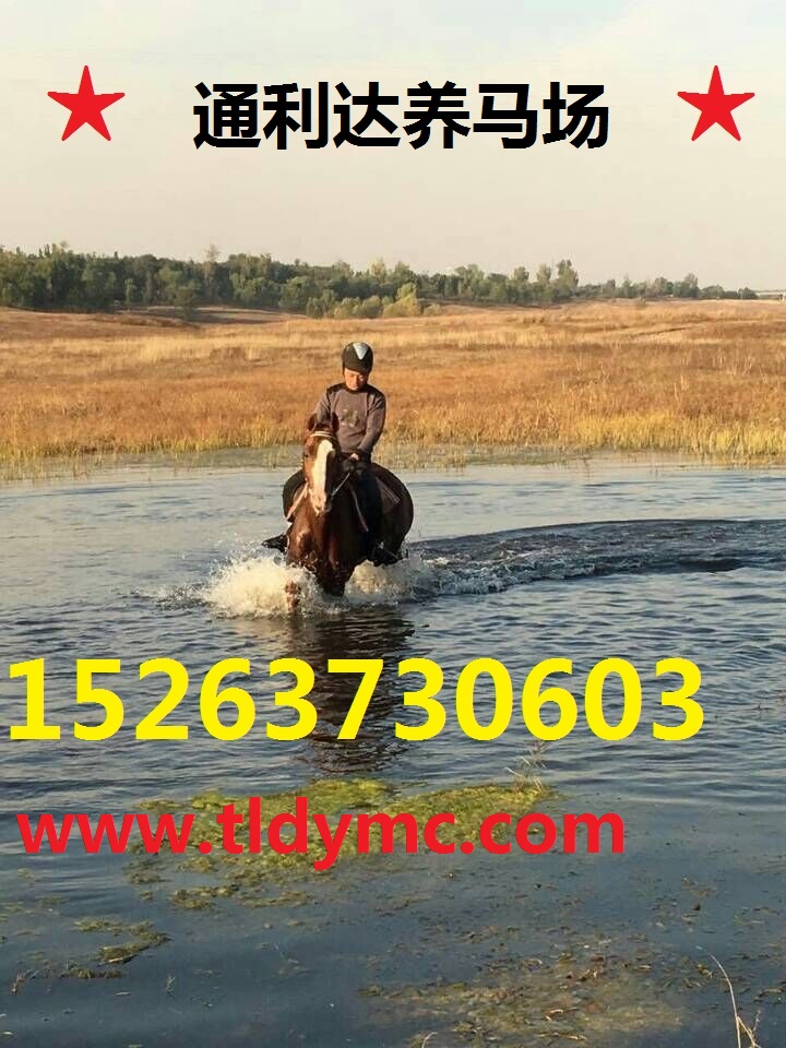 選購優質馬種到通利達養馬場  大型養馬場
