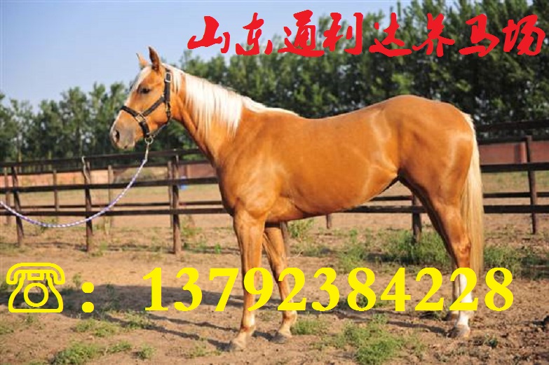選購優質馬種到通利達養馬場  大型養馬場