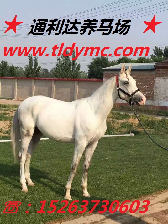 買馬到通利達(dá) 通利達(dá)養(yǎng)馬場(chǎng) 大型養(yǎng)馬場(chǎng) 專業(yè)養(yǎng)馬場(chǎng)