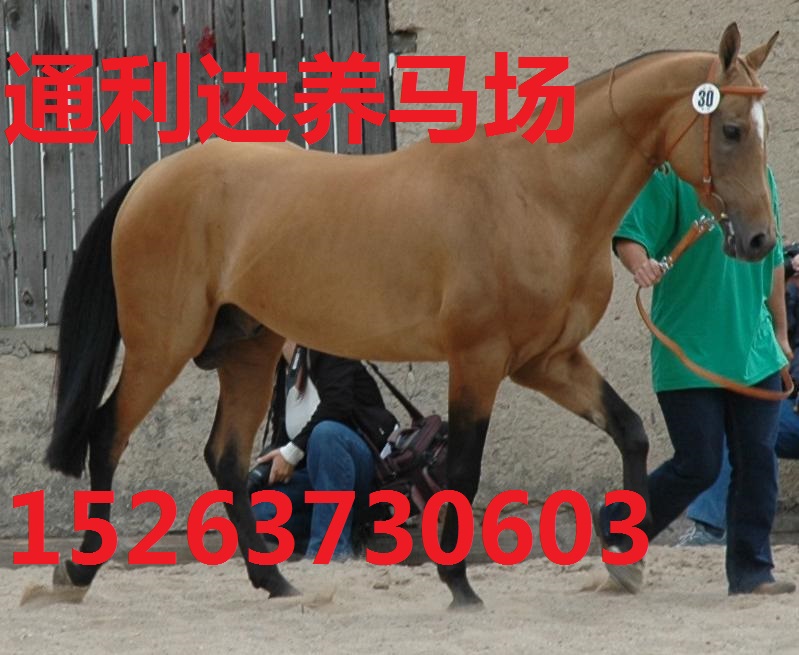 通利達養(yǎng)馬場 大型養(yǎng)馬場  專業(yè)養(yǎng)馬場 濟寧養(yǎng)馬場 養(yǎng)馬場
