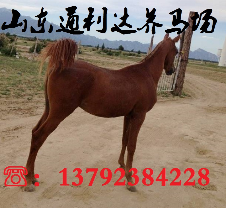 通利達養(yǎng)馬場 大型養(yǎng)馬場  專業(yè)養(yǎng)馬場 濟寧養(yǎng)馬場 養(yǎng)馬場