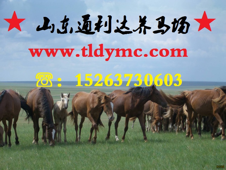 德州養(yǎng)馬場(chǎng)  大型養(yǎng)馬場(chǎng)  專業(yè)養(yǎng)馬場(chǎng) 通利達(dá)養(yǎng)馬場(chǎng)