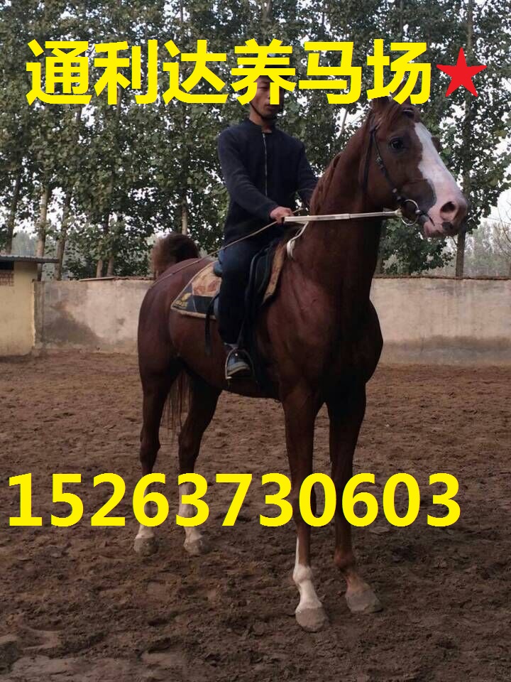 養馬場 大型養馬場  專業養馬場 通利達養馬場 