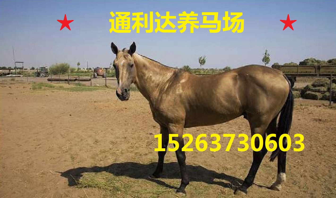 養馬場 大型養馬場  專業養馬場 通利達養馬場 