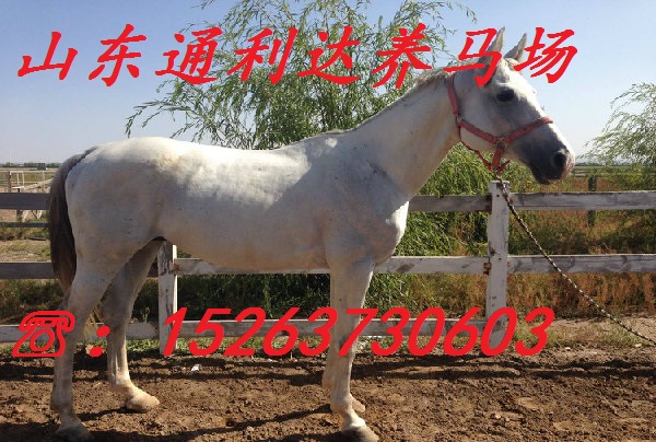 養馬年賺百萬不在是夢 通利達養馬場原始圖片2
