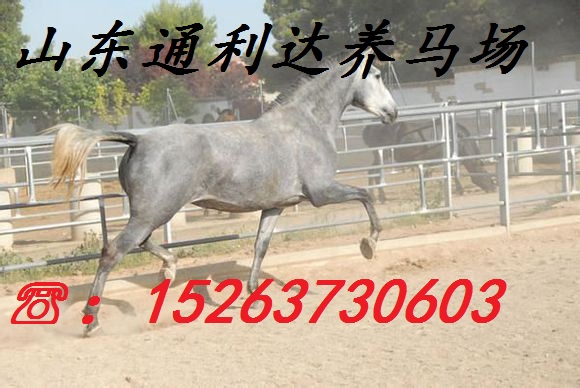 養馬年賺百萬不在是夢 通利達養馬場原始圖片3