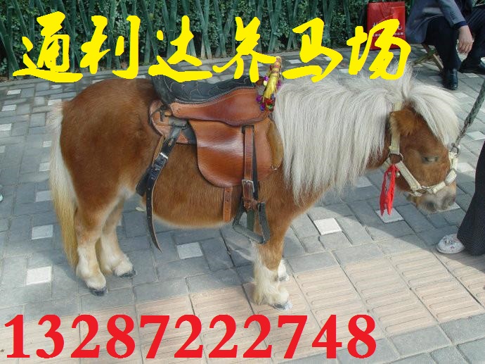 無亂買馬養馬還是到通利達養馬場原始圖片3