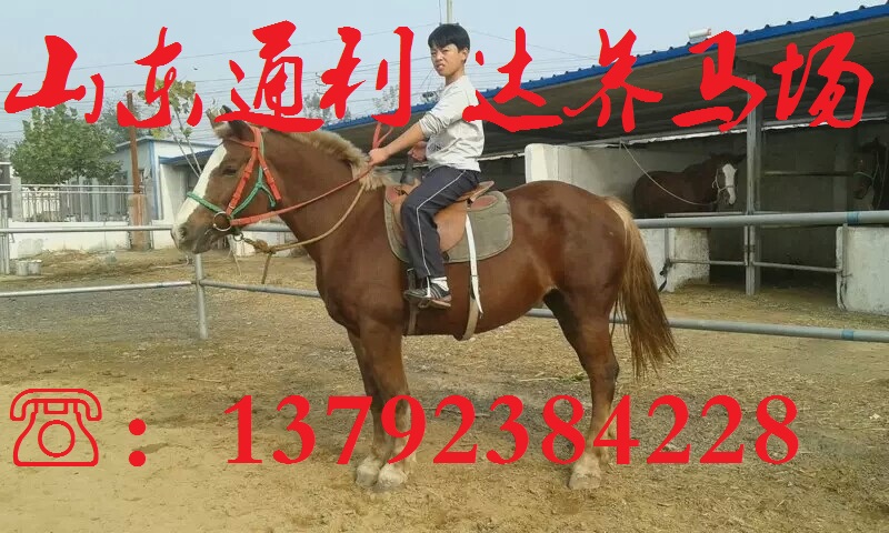 大型養馬場 專業化養馬場  通利達養馬場  養馬基地原始圖片2