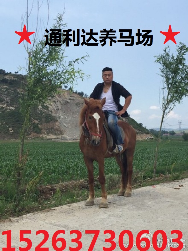 馬場直銷優(yōu)質(zhì)馬匹原始圖片3
