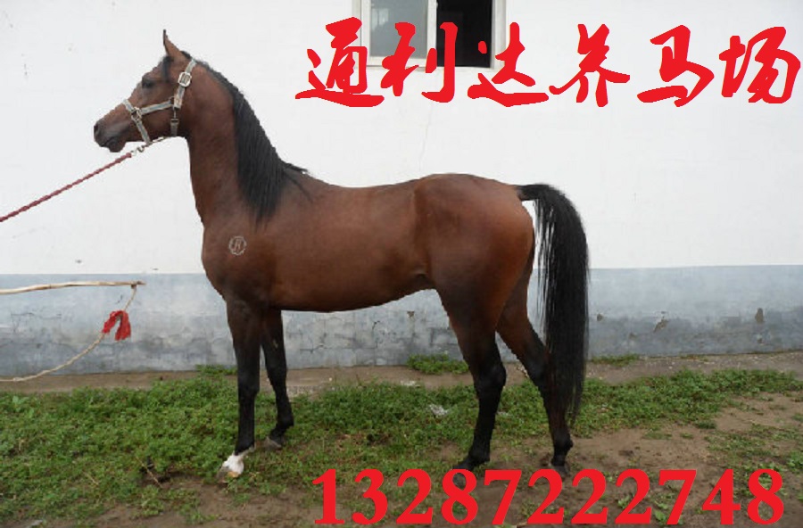 馬場直銷優(yōu)質(zhì)馬匹原始圖片2
