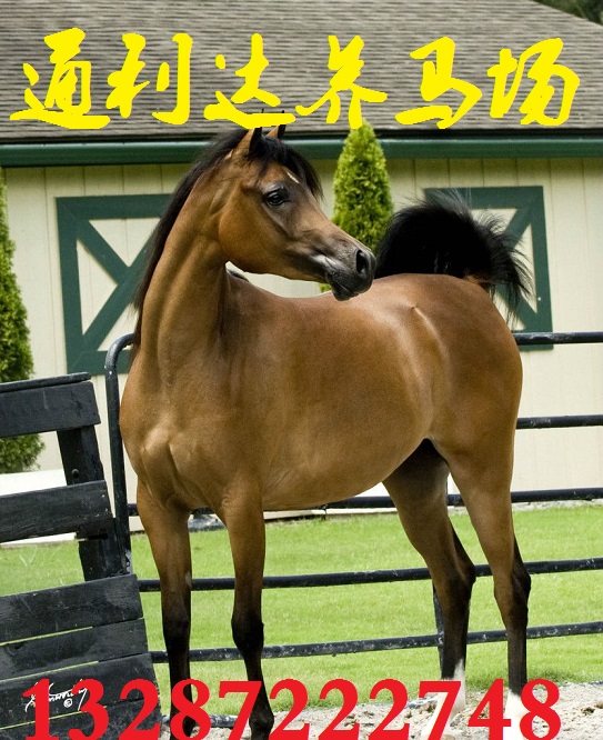 大型養馬場  通利達養馬場 養馬技術