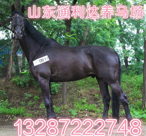 德保矮馬什么價(jià)格 通利達(dá)養(yǎng)馬場  大型養(yǎng)馬場 專業(yè)養(yǎng)馬場 