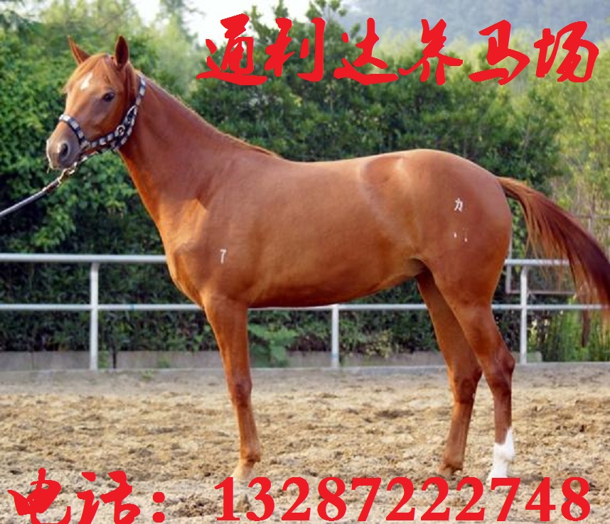 德保矮馬什么價(jià)格 通利達(dá)養(yǎng)馬場  大型養(yǎng)馬場 專業(yè)養(yǎng)馬場 