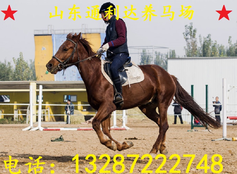 目前搞個小型養馬場需要投資多少錢？半血馬養殖