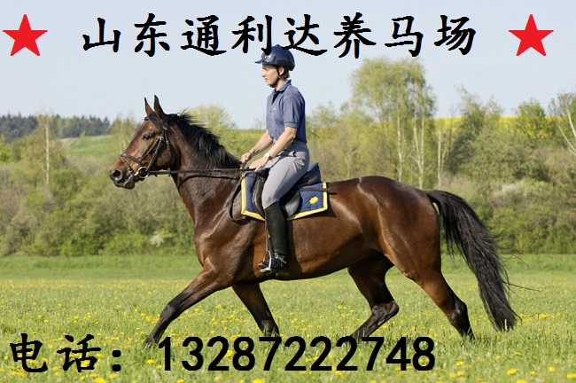 伊犁馬騎乘馬馬舍 農(nóng)作物秸稈養(yǎng)伊犁馬 蒙古馬