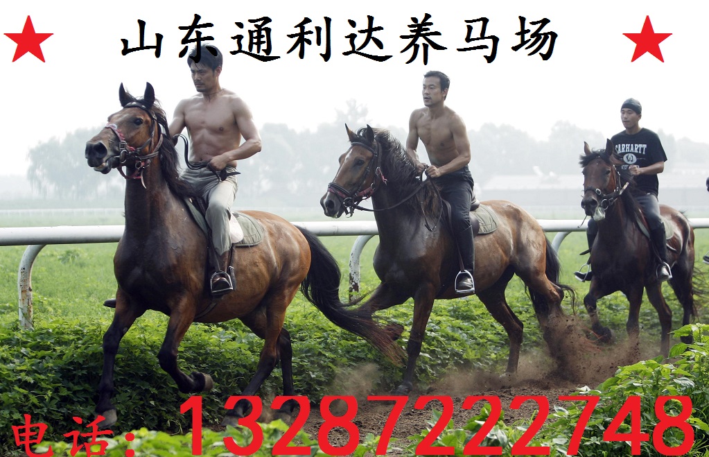  省內AAAAA級銷售伊犁馬/蒙古馬/半血馬供應面匹優質馬匹