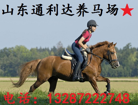  省內AAAAA級銷售伊犁馬/蒙古馬/半血馬供應面匹優質馬匹