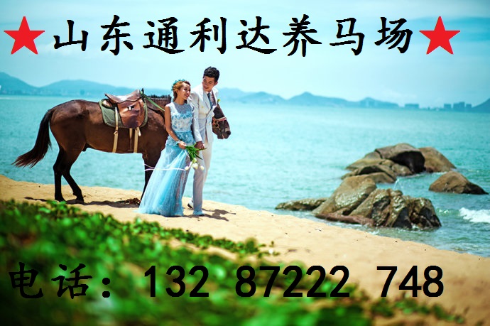  山東的伊犁馬怎么樣？蒙古馬月增重多少？養(yǎng)殖馬效益怎么樣？原始圖片2