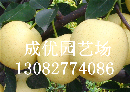 玉露香梨樹苗哪里賣/成優園藝場