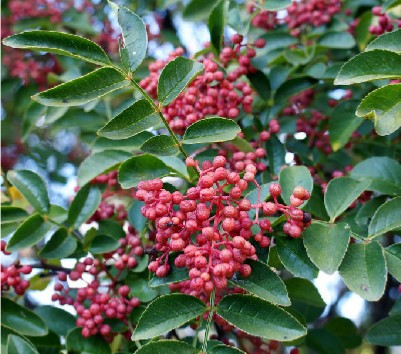 紅油香椿苗哪里有賣的/成優(yōu)園藝場(chǎng)