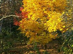 紅點基地代理商——專業紅點紅楓市場價格情況