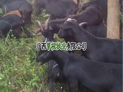 廣西優(yōu)質(zhì)黑山羊種羊批發(fā)|馬山黑山羊種羊
