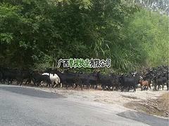 南寧馬山黑山羊推薦：大量供應(yīng)實惠的馬山黑山羊