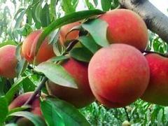 全紅蜜價格——哪里有供應全紅蜜