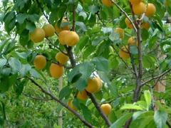 映霜紅桃樹苗專賣，映霜紅桃樹苗價(jià)格量大從優(yōu)