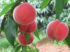 大量出售山東花紅果樹苗——濰坊花紅果樹苗