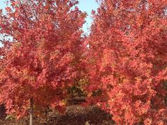 供應(yīng)山東暢銷(xiāo)的秋日夢(mèng)幻紅楓|中國(guó)秋日夢(mèng)幻紅楓