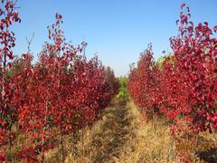 北美紅楓價格_易種植的北美紅楓“夕陽紅”推薦