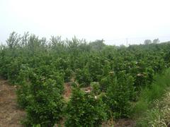 優質彩葉豆梨首推德利農林|福建彩葉豆梨