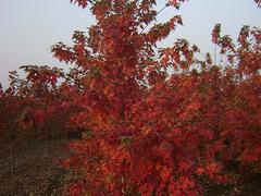 北美紅楓“秋日夢幻”價格，無病蟲害的北美紅楓秋日夢幻出售